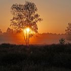 Morgens in der Heide