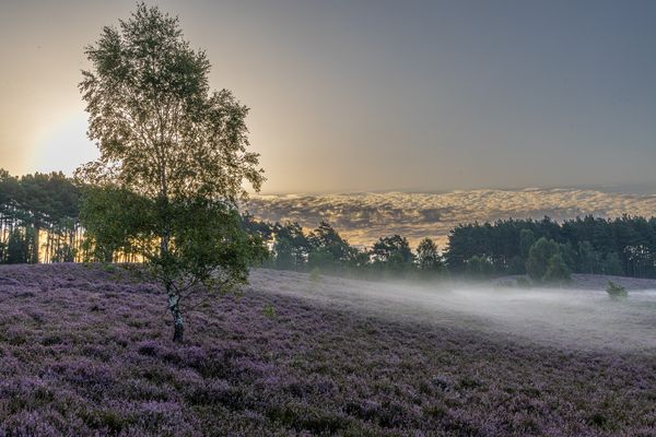 Morgens in der Heide