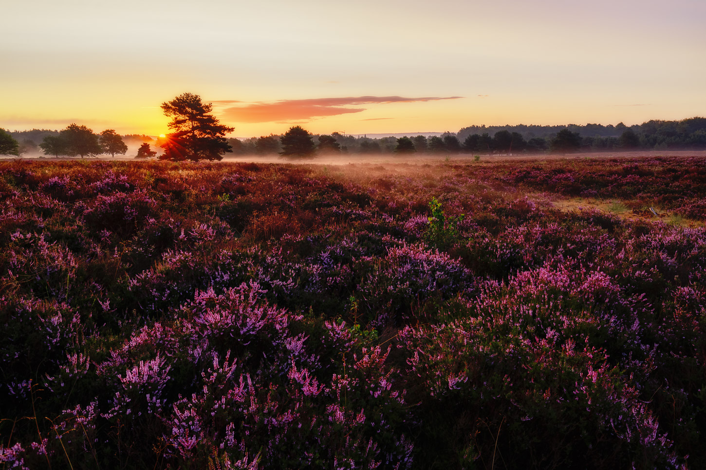 ~~ Morgens in der Heide ~~