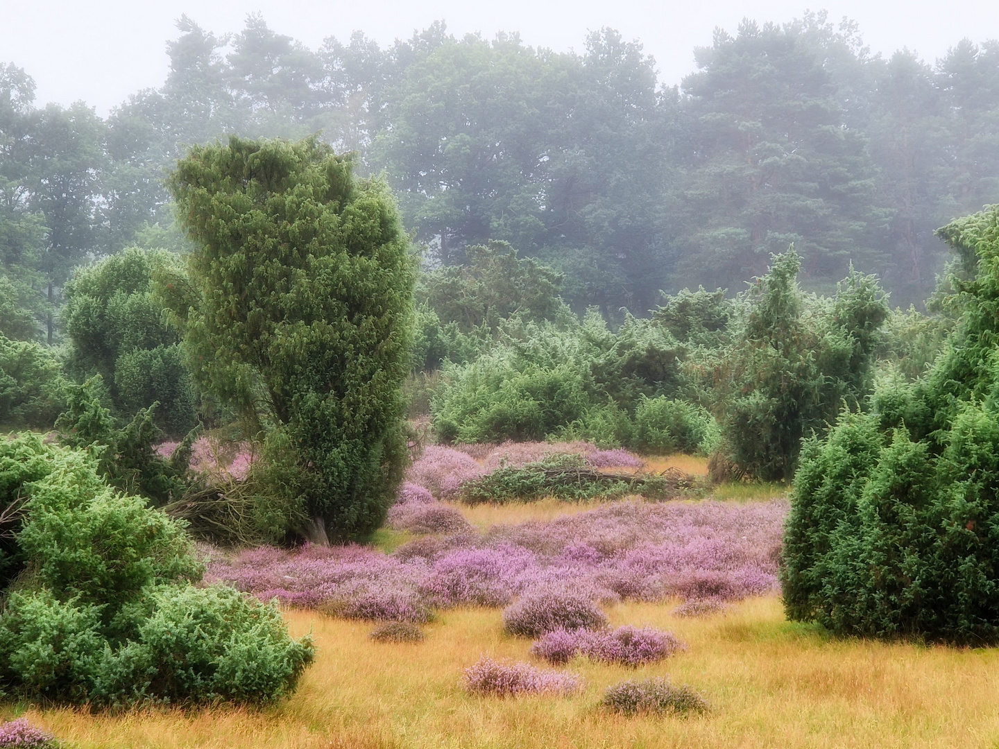 morgens in der Heide