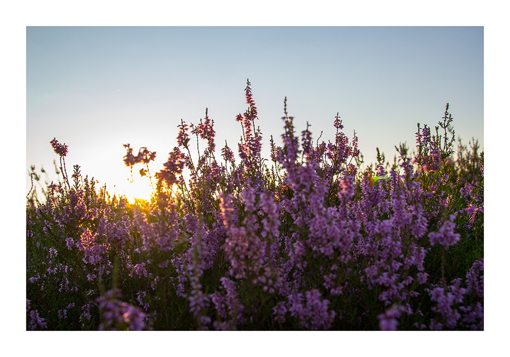 Morgens in der Heide