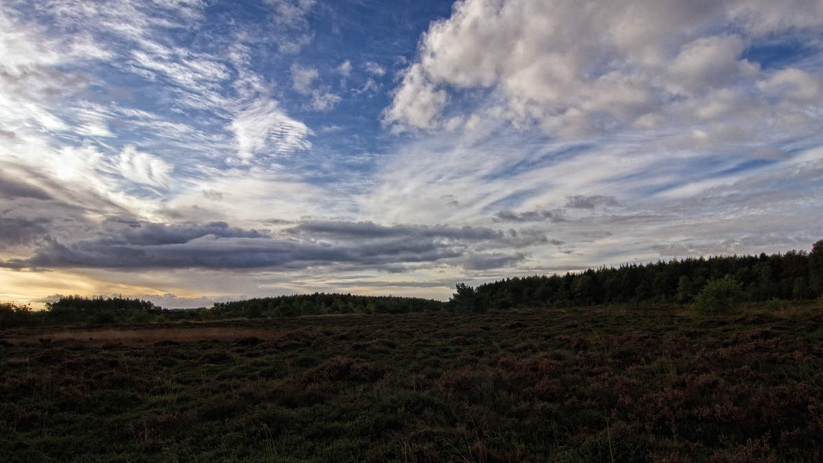 Morgens in der Heide 