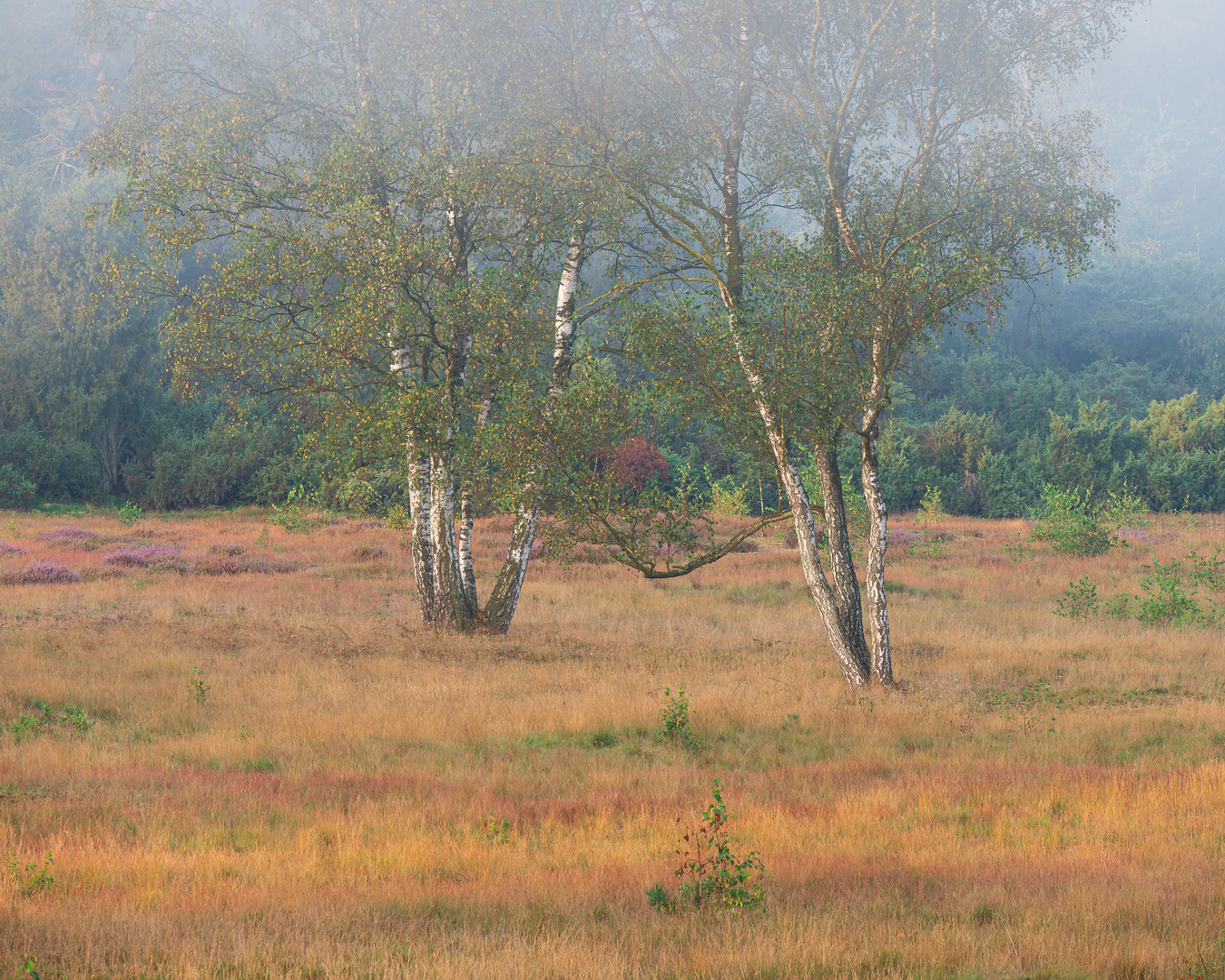 Morgens in der Heide