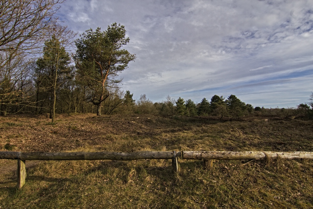 Morgens in der Heide