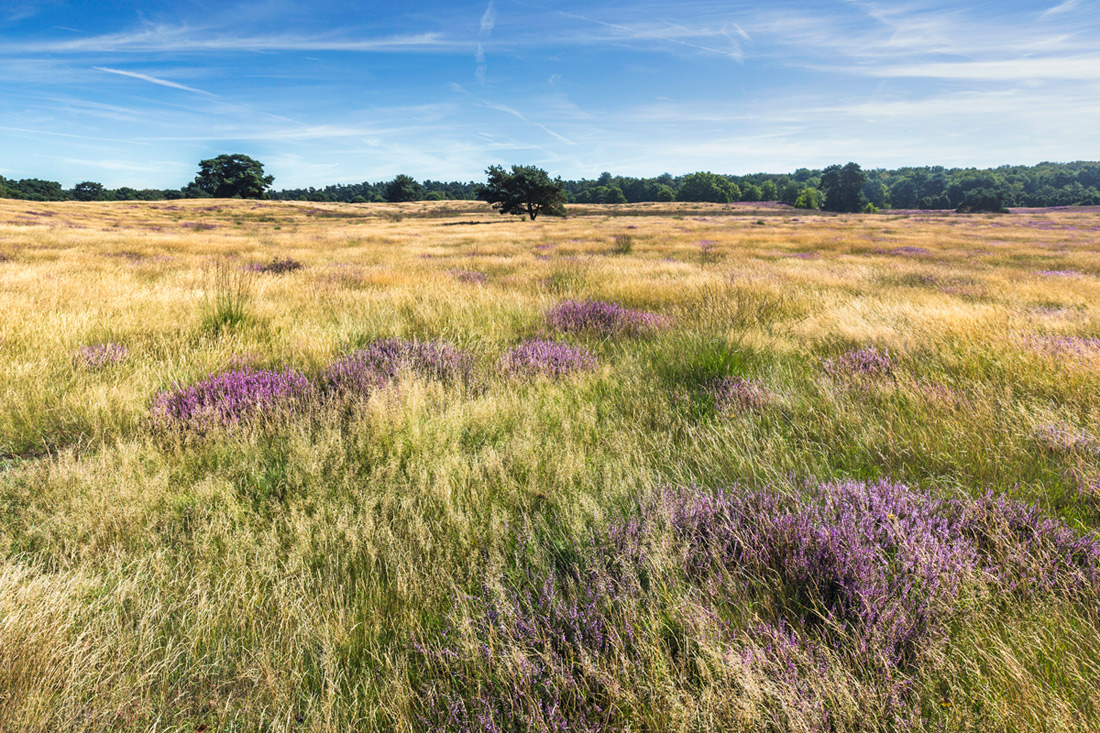 Morgens in der Heide