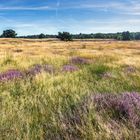 Morgens in der Heide