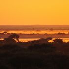 Morgens in der Kalahari