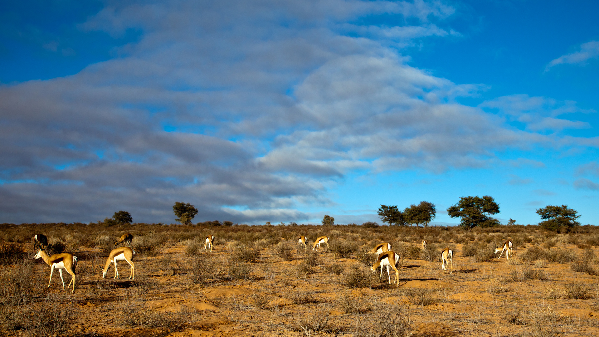 ... morgens in der Kalahari