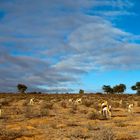 ... morgens in der Kalahari