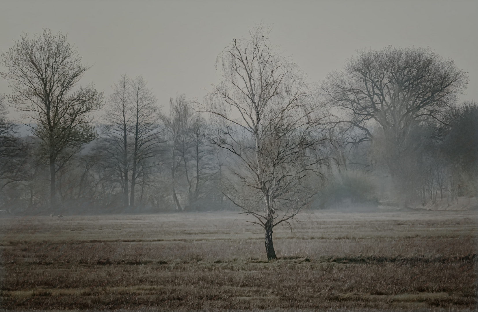 Morgens in der Lewitz