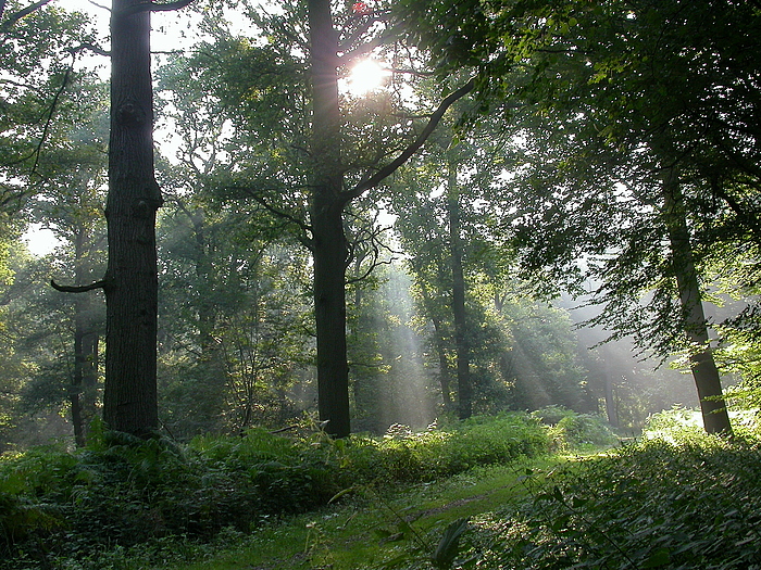 Morgens in der Littard bei Rheurdt