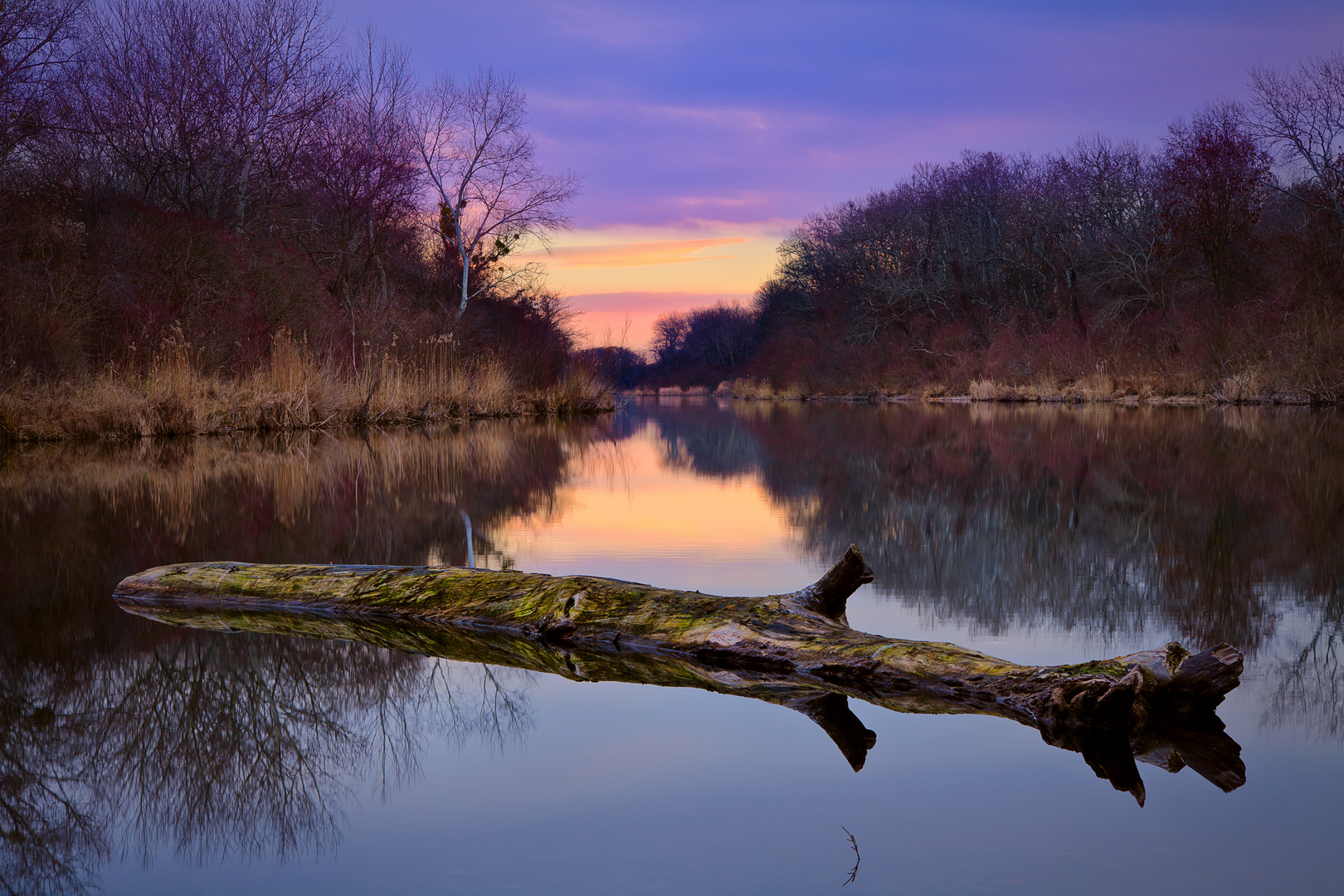 Morgens in der Lobau