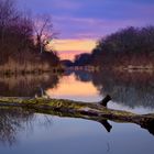 Morgens in der Lobau