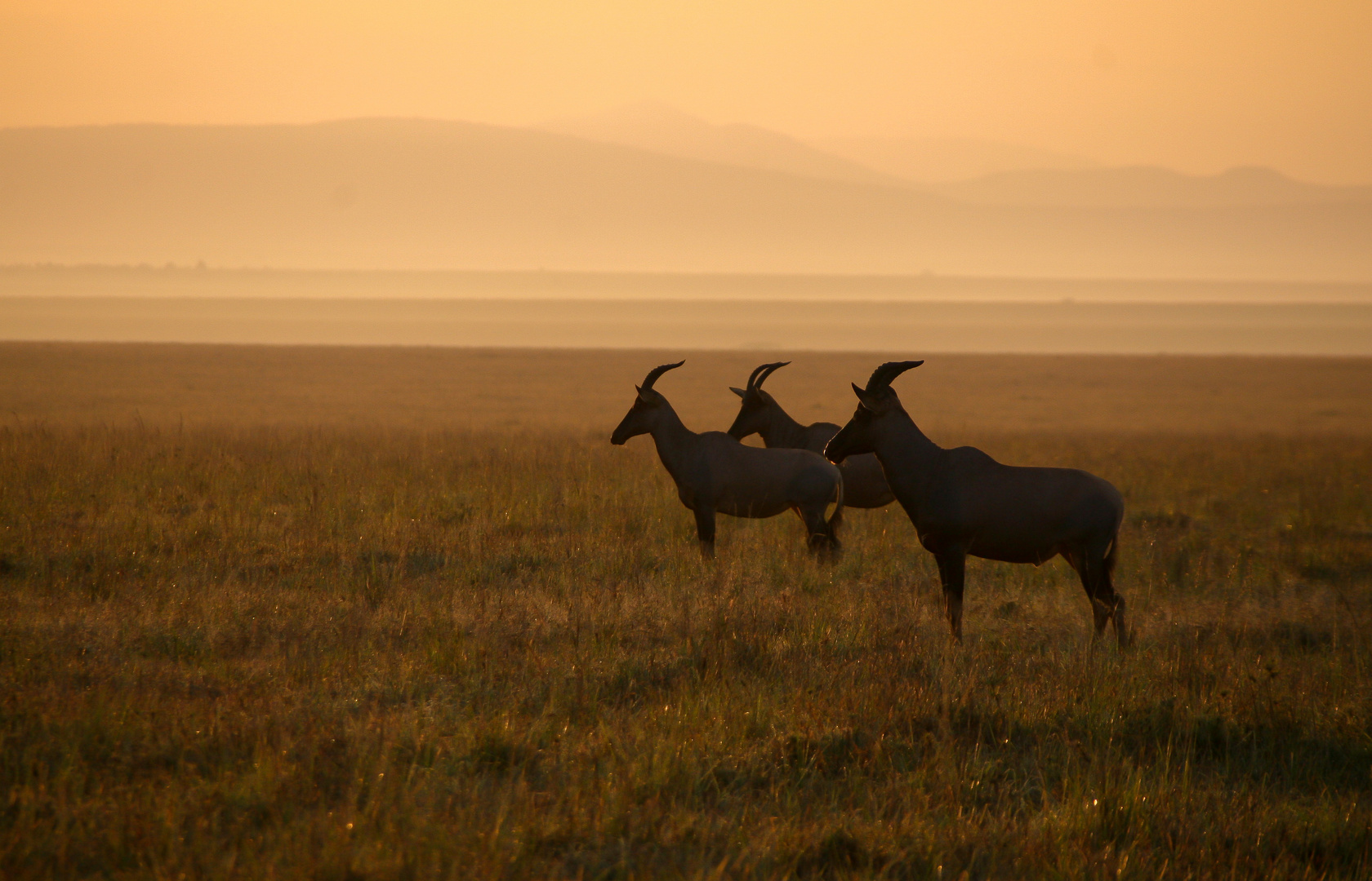 Morgens in der Mara