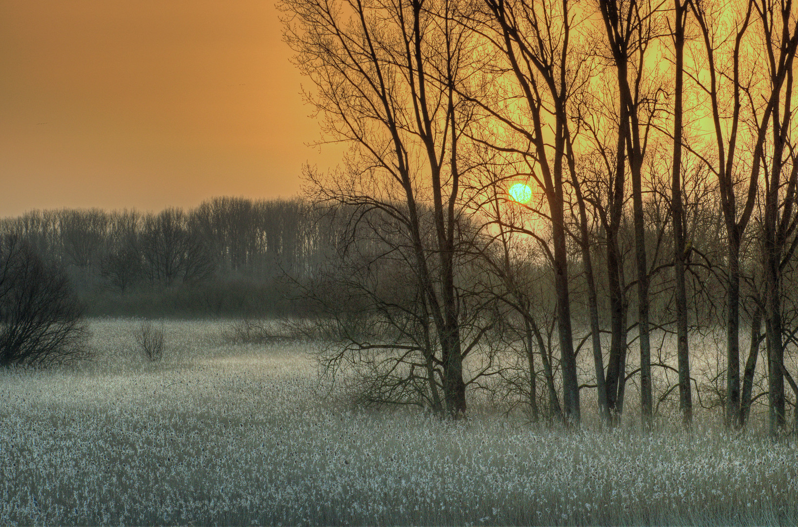 Morgens in der Marsch