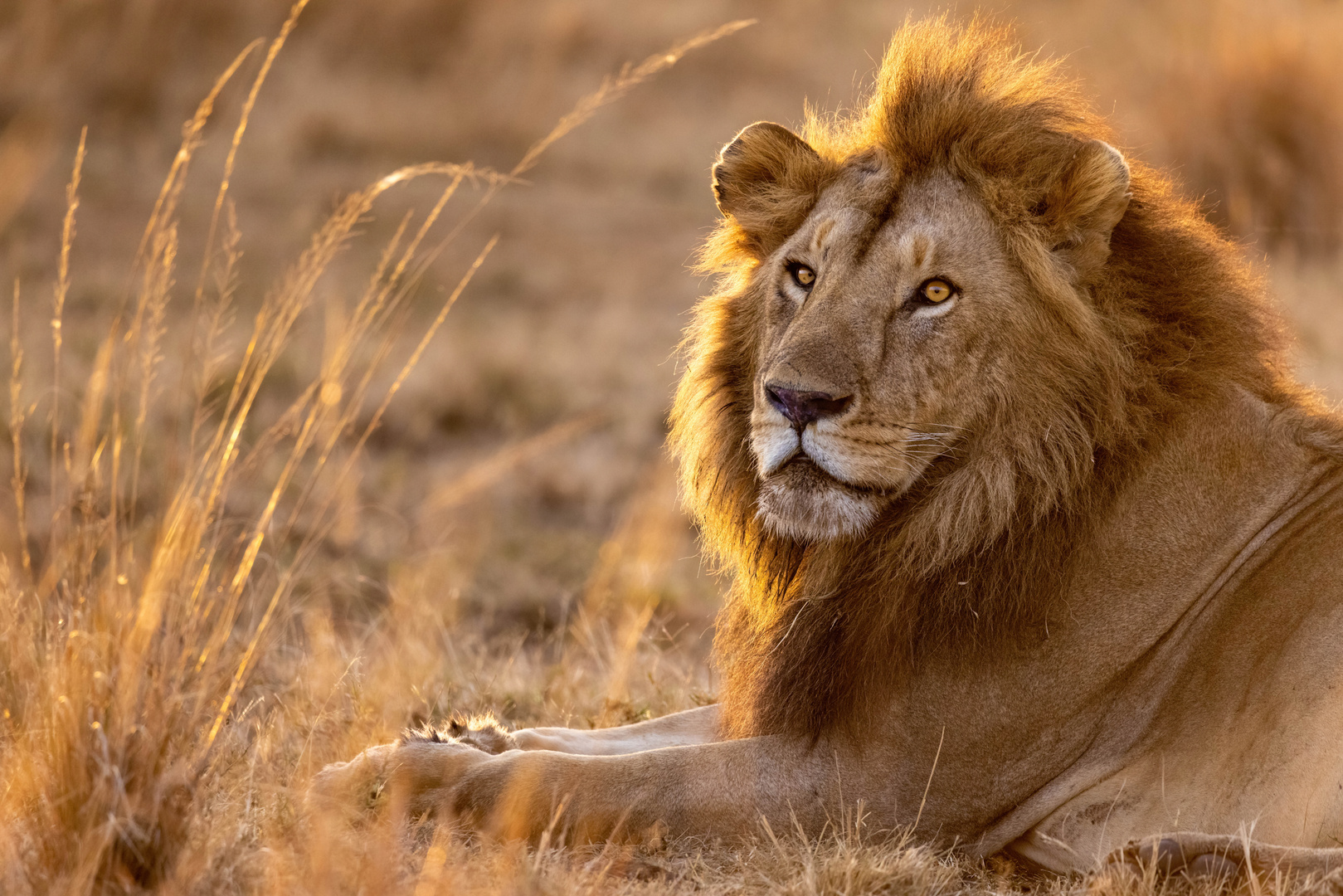 Morgens in der Masai Mara