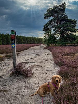 Morgens in der Misselhorner Heide