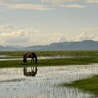 Morgens in der Mongolei