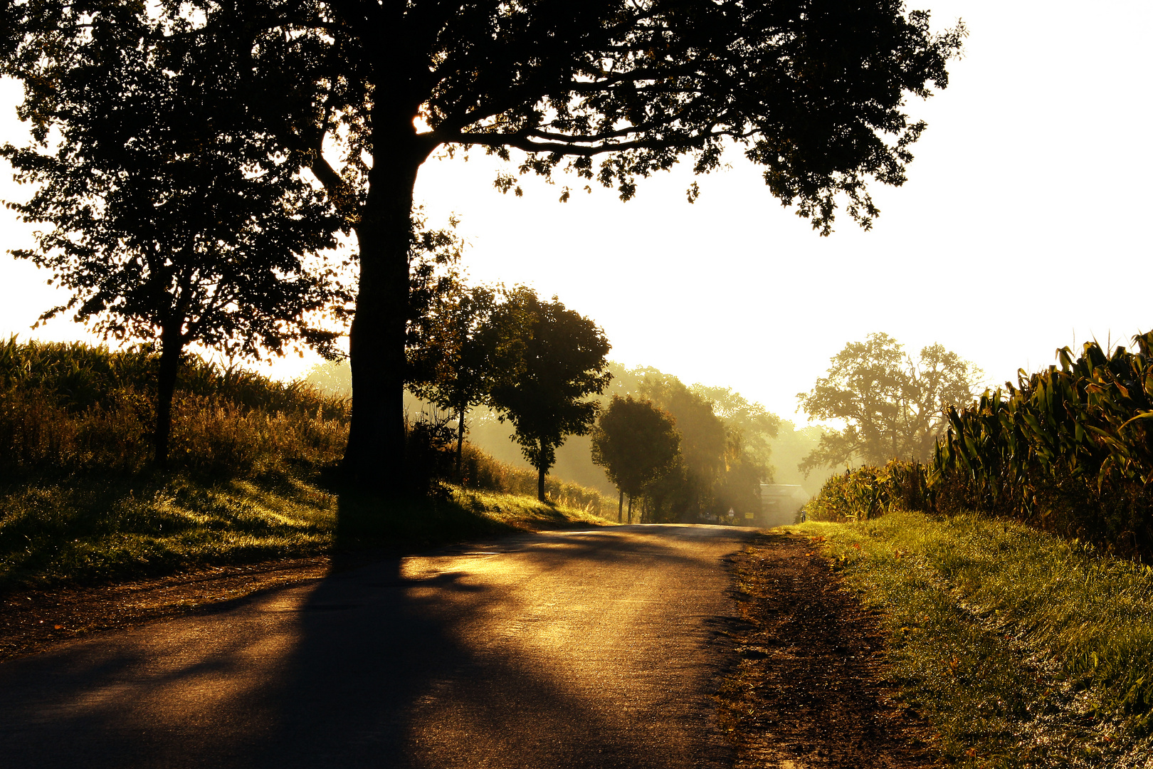 Morgens in der Prignitz