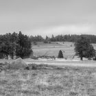 morgens in der Rhön....