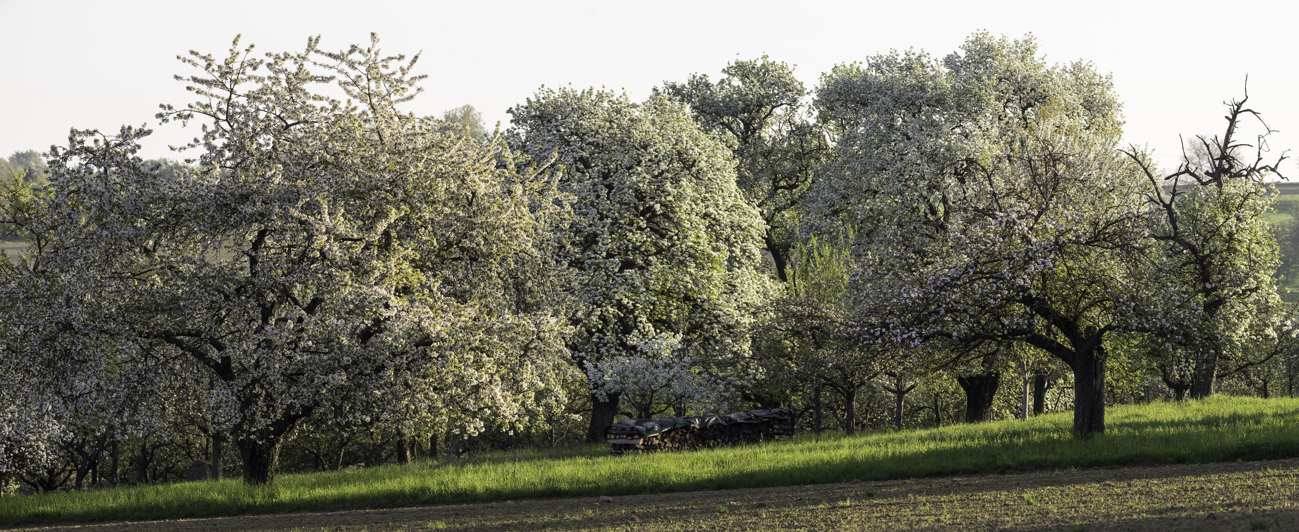 Morgens in der Streuobstwiese