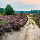 Morgens in der Wahner Heide 01, 2021.09.01