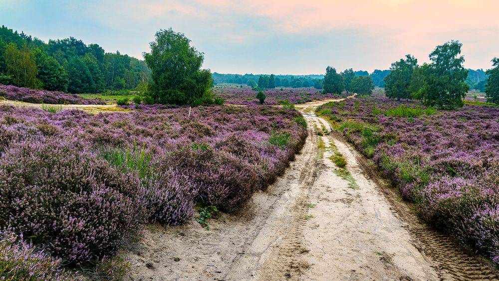 Morgens in der Wahner Heide 01, 2021.09.01