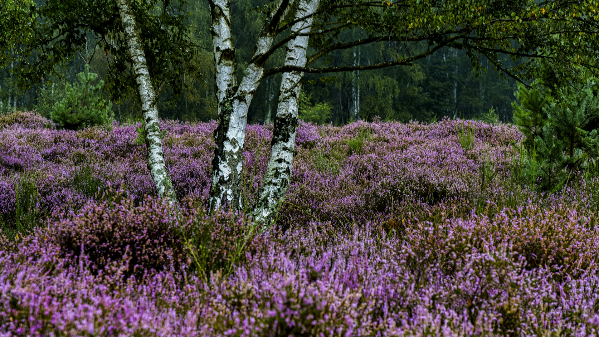 Morgens in der Wahner Heide 02, 2021.09.01