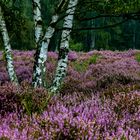 Morgens in der Wahner Heide 02, 2021.09.01