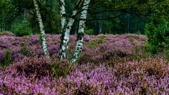 Morgens in der Wahner Heide 02, 2021.09.01