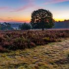 Morgens in der Wahner Heide 05, 2021.10.10