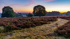 Morgens in der Wahner Heide 05, 2021.10.10