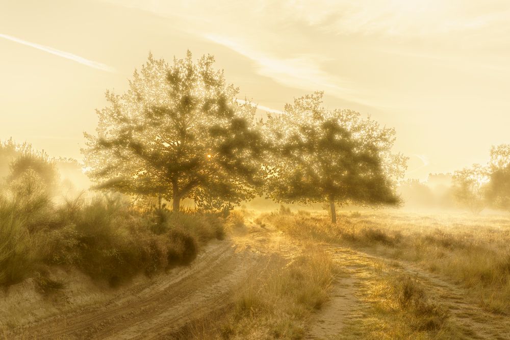 Morgens in der Wahner Heide 07, 2021.10.10