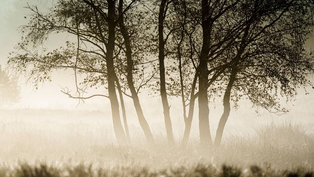 Morgens in der Wahner Heide 08, 2021.10.08.