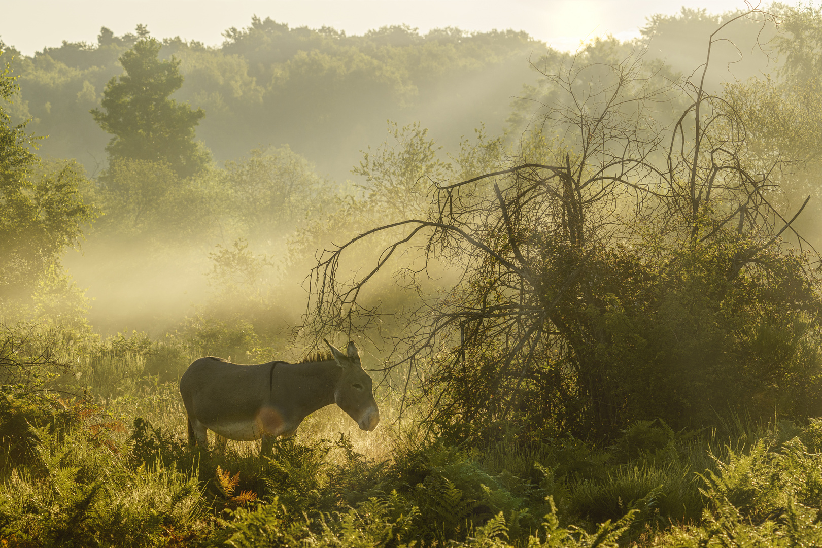 Morgens in der Wahner Heide, 2020.07.23