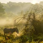 Morgens in der Wahner Heide, 2020.07.23