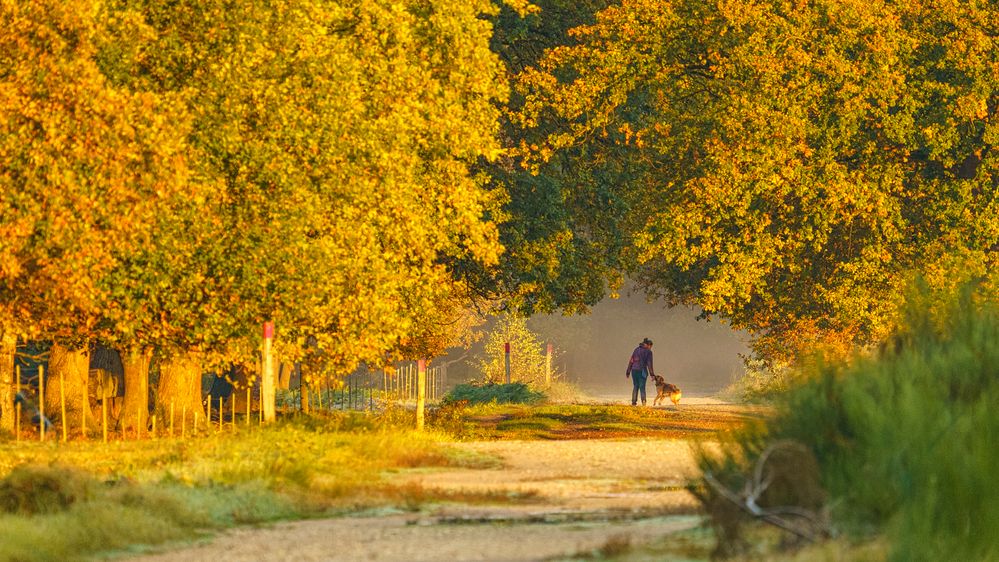 Morgens in der Wahner Heide, 2020.11.04