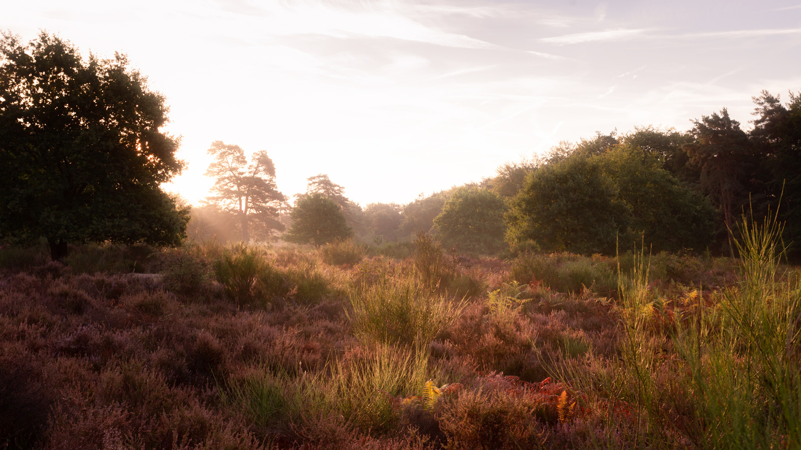 Morgens in der Wahner Heide