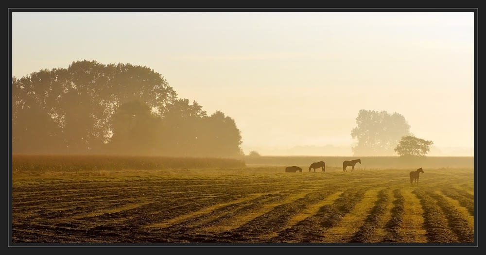 Morgens in der Wesermarsch