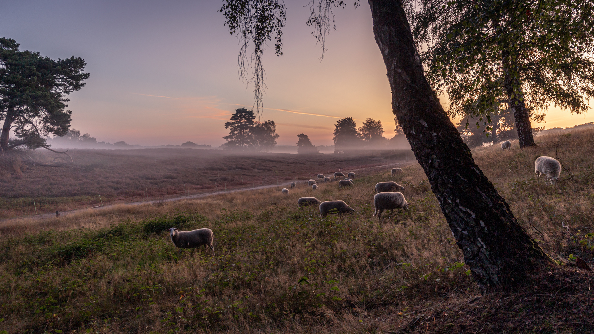 Morgens in der Westruper Heide