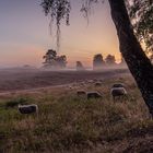 Morgens in der Westruper Heide