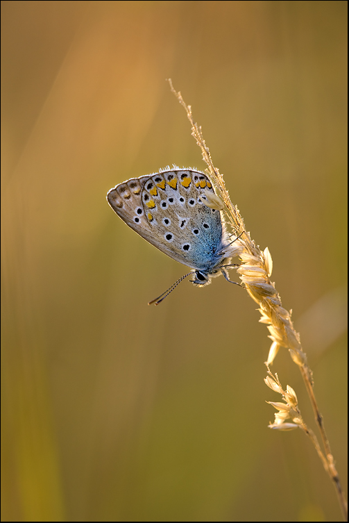 morgens in der Wiese