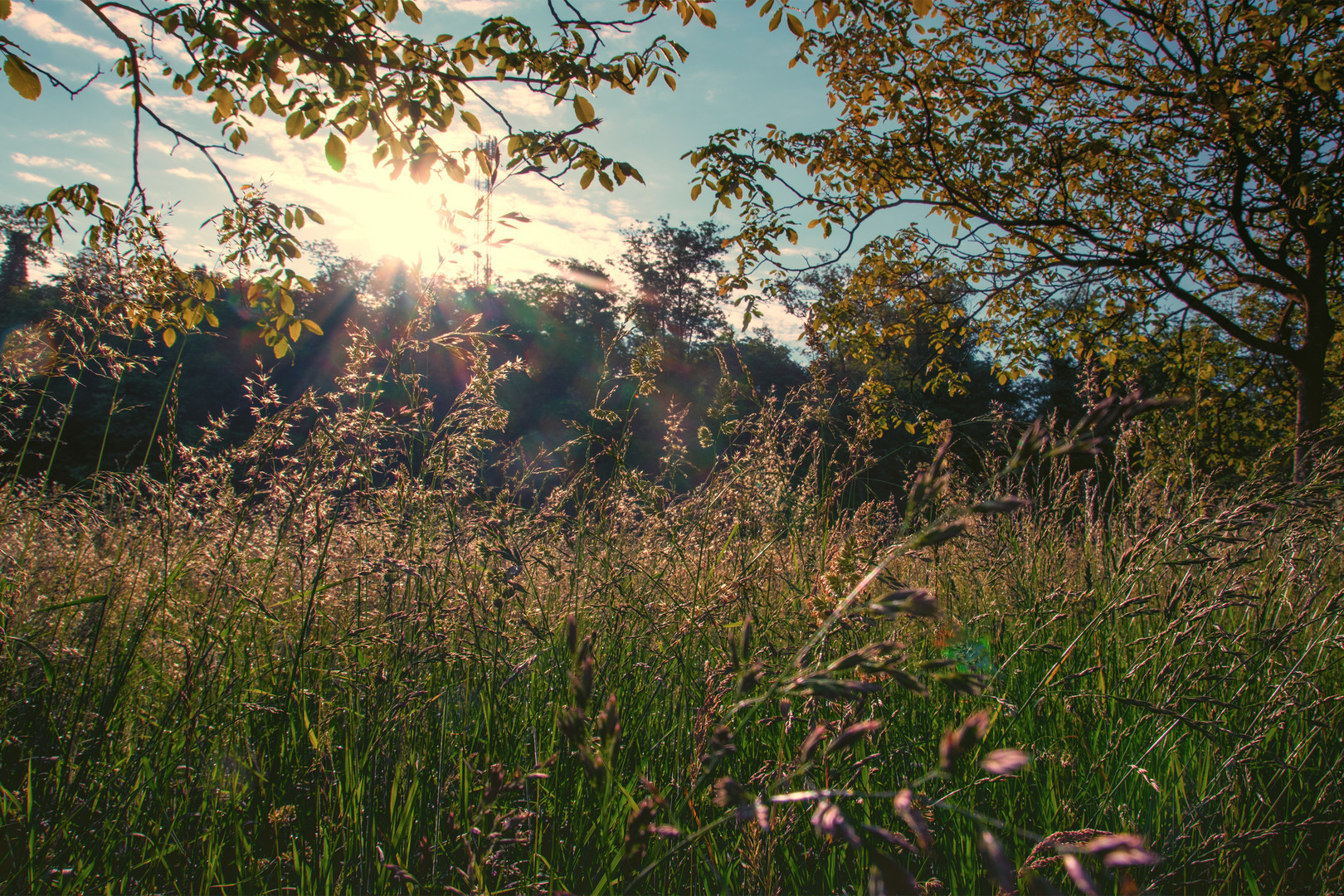 Morgens in der Wiese