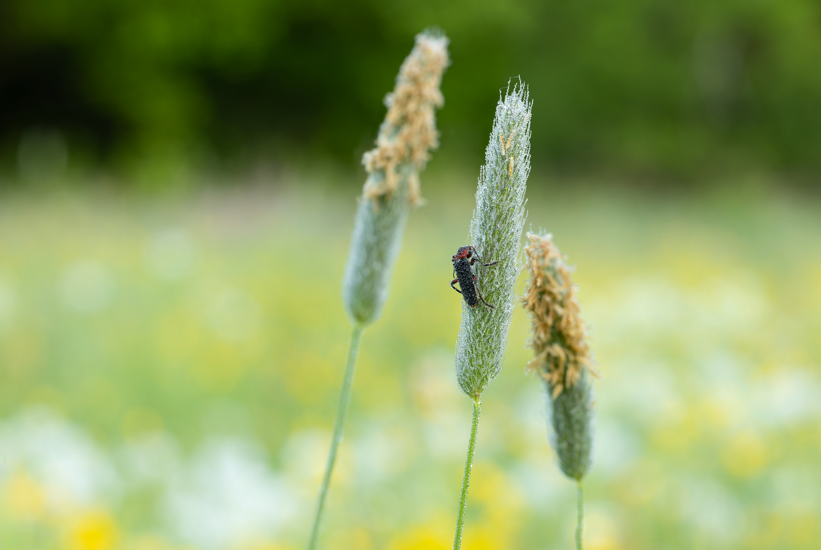 Morgens in der Wiese