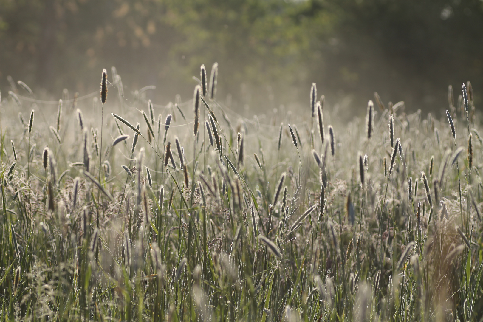 Morgens in der Wiese