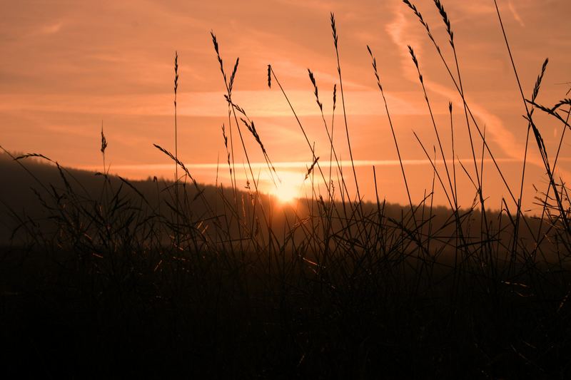 Morgens in der Wiese