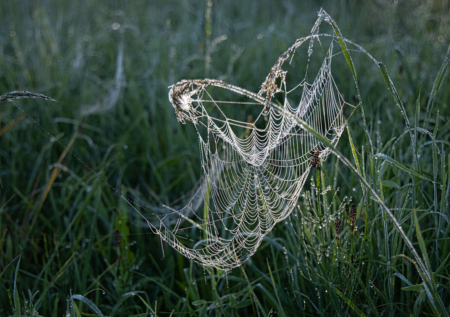 Morgens in der Wiese