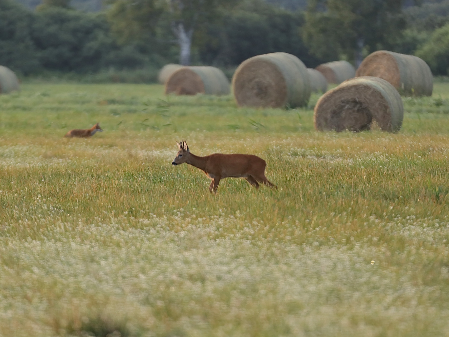 Morgens in der Wiese