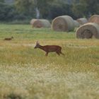 Morgens in der Wiese