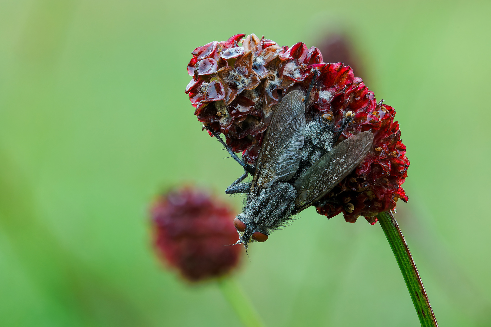 Morgens in der Wiese - Fliege